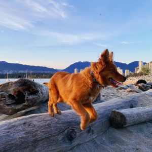 dog, kitsilano, vancouver